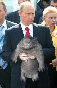 Согласен, вомбатов много не бывает.