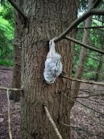 Это не совсем сова. Это птенец. )