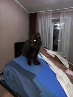 Властелины диванов