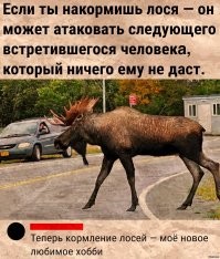 В&nbsp;России медведи «организовали КПП и собирают плату за&nbsp;проезд по&nbsp;дороге»