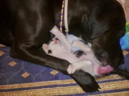 А если мамы-кошки нет, а есть тетя-собака...