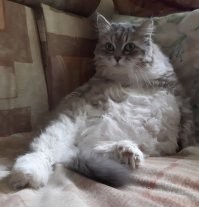 Властелины диванов