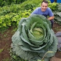 Очистить всю листву и кочан, хоть будет большим, но не сверх размеров. Не знаю как у кого, я, когда квашу капусту, кочан с отцовского огорода, это аккурат 3-литровая банка.