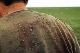 Все это имело бы смысл, если бы мы имели дело с единичными комарами. Там где их много,им вообще пофиг на цвет. Они просто валят тучей и садятся на всё подряд.