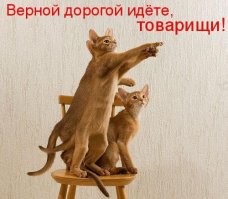 Феминистки продвигают новый тренд - добровольное безбрачие