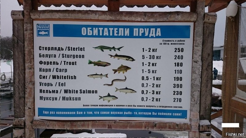 Ресторан "Русская рыбалка" на Крестовском. Работает уже лет двадцать. Ессичо, не реклама