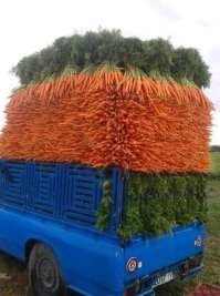Морковь ещё и чистая.