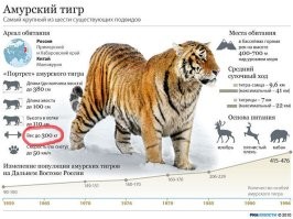 Какие-то мелкотравчатые у них тигры... от 60 до 165 кг. То ли дело наши!...)