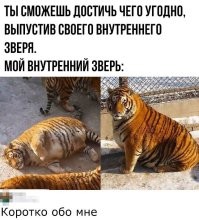 Тигра весом в 200 кг посадили на строгую диету