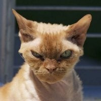 А коты встречают так)