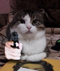 Ты чо мышь