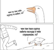 Уморительный момент, как разъярённый гусь сбивает велосипедиста