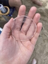 17 странных созданий, которые так и остались бы неопознанными, если бы не интернет-знатоки