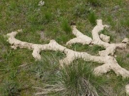 Слепыш! Ужас если он появился у вас на участке! Этой весной, как снег растаял мы с женой акуели! Половина участка 6 соток, как на фото! Пи....а газону!