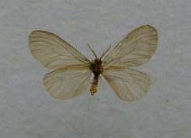 Это мешочница. Насекомое использует различный мусор, чтобы построить небольшой домик, который оно носит с собой, пока не придёт время окукливаться.
---------------------------------------------
Это гусеница (личинка) мешочницы, а сама бабочка (имаго) выглядит так