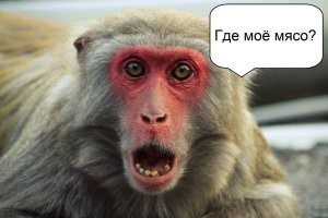 Обезьяна не захотела питаться правильно