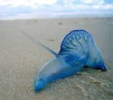 Велелла? Но ещё похоже на "Португальский кораблик" или Bluebottle. Этот уже опасен, так как его полутораметровое щупальце несёт стрекательные клетки с ядом.