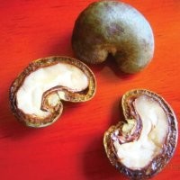 Ультра сверхъядовитая кожура ореха, который снаружи, точнее там между твердой оболочкой и самим орехом ядовитая мясистая прослойка (фотку прилагаю). И мужик, наверное, решил полакомиться орехом и разгрыз его. Ну и результат на лицо)