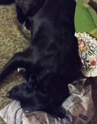 #найдикота