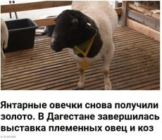 У них там свои конкурсы красоты просто, не будем осуждать