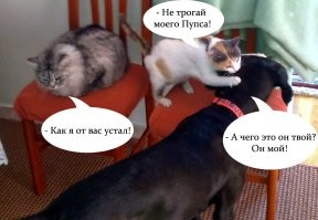 Кошка спорит с собакой, чей кот (Пупси).