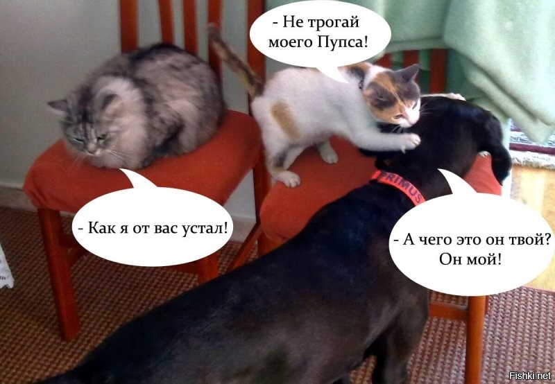 Кошка спорит с собакой, чей кот (Пупси).