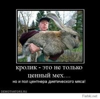 Ангорский  кролик умывается