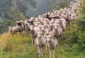 Конкурс красоты по Абукар Абакарову. Скучает по красавицам...