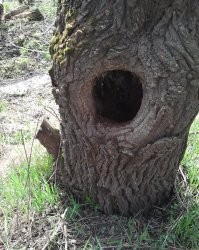 Уникальный случай: в организме стюардессы нашли почти 1 кг золота