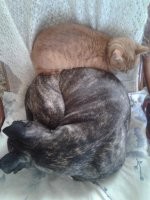 У меня амстафф, хитрожопая до ужаса, но тупая. А вот кот (до него кошка жила) тот на порядок умнее, не хитрее, а именно умнее
