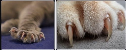 Нихера се "не вооружены"..