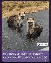 Девушка показала, как меняются её 16 собак, когда узнают, что они хорошие мальчики