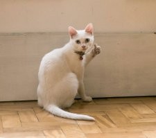 А у нас во дворе есть бандитов толпа