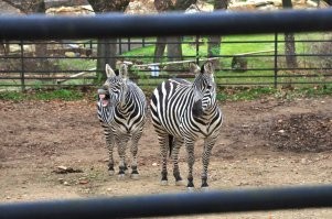 Тайный «орган любви» над зубами животных