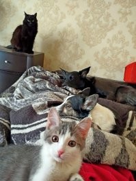 все, кроме коши на тумбочке, - лежат на мне