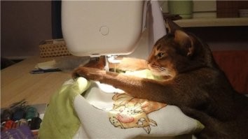 Давно известно, что дело лап котов. Это они по ночам этим занимаются. Вот фотофакт.