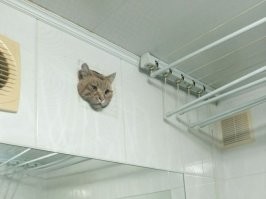 В Уфе любопытного кота спасли из вентиляции