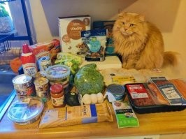 Интересно, почём рыжие коты во Флориде?