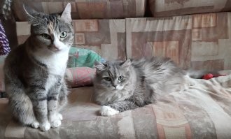 чё, извиняться пришел?