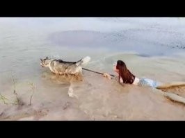 Итог прогулки с хаски