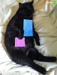 Домашний кит отдыхает