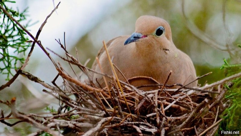Дикие или лесные голуби - горлицы, делают себе вполне обычные по птичьим меркам гнёзда