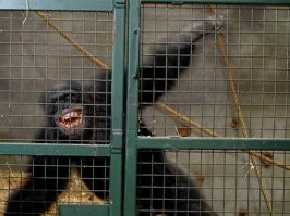В Подмосковье банда грабителей попыталась сбежать из суда во время оглашения приговора