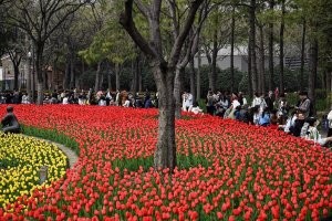 Кукенхоф , место красивое но из за китайцев хрен нормальные фотки сделаешь .