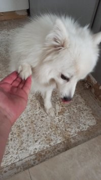 Лапопожатие – знак дружбы и доверия