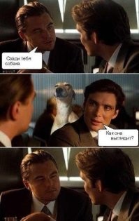 Тибетская лисица во время охоты