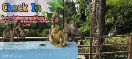 В Таиланде обезьяны атаковали туристов на пляже