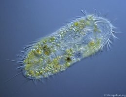 &nbsp;Намешалось&nbsp;