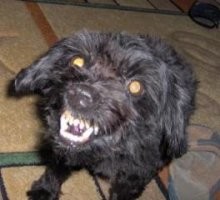 Сука страшная, она же кукельный чорт, она же йоптерьер чорный. Небольшое собачье животное адского вида и поведения. Выведена путем скрещивания обычного домашнего чорта с обувной щеткой. К службе непригодна, к выставкам запрещена, официально проклята церковью и собакой премьер-министра. Численность популяции поддерживается усилиями кинологов-сатанистов. Федор Конюхов на упряжке из таких собак дважды преодолел скорость звука.