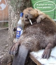 Как в Средние века художники рисовали животных, которых никогда не видели